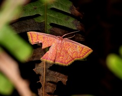 Chrysocraspeda miniosa