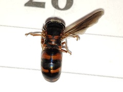 Bicyrtes capnopterus