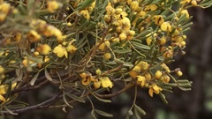 Senna artemisioides coriacea