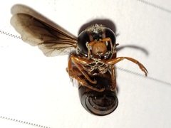 Bicyrtes capnopterus