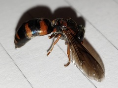 Bicyrtes capnopterus