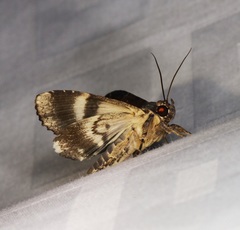 Ercheia cyllaria