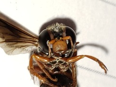 Bicyrtes capnopterus