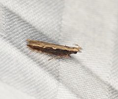 Hypatima spathota