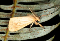 Laelia anamesa