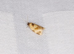 Neocalyptis liratana