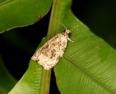 Phaecasiophora