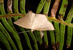 Plesiomorpha flaviceps