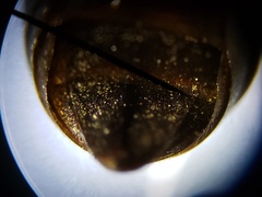 Bicyrtes capnopterus