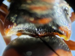 Bicyrtes capnopterus