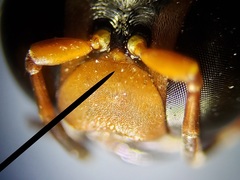 Bicyrtes capnopterus