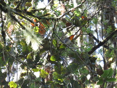 Oreothlypis gutturalis