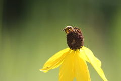 Andrena rudbeckiae