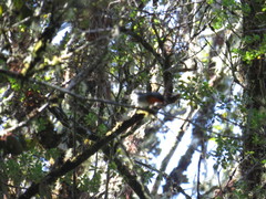 Oreothlypis gutturalis