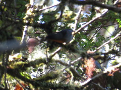 Oreothlypis gutturalis