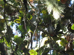 Oreothlypis gutturalis