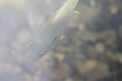 Lepomis macrochirus macrochirus