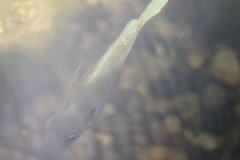 Lepomis macrochirus macrochirus