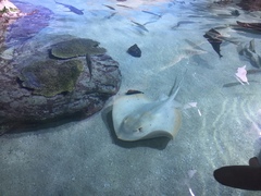 Red Stingray photo 5