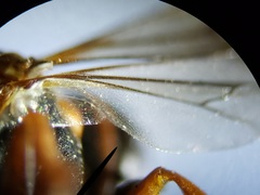 Bicyrtes capnopterus