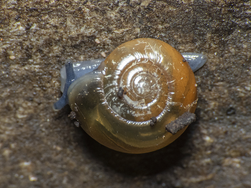 Garlic Snail