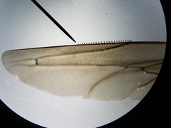 Bicyrtes capnopterus