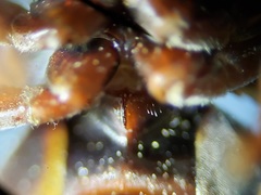 Bicyrtes capnopterus