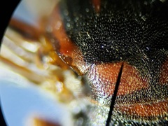 Bicyrtes capnopterus