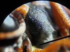 Bicyrtes capnopterus