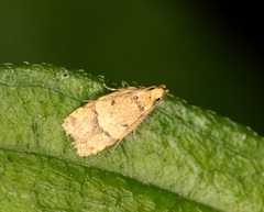 Lypusidae