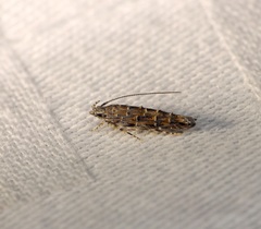 Metharmostis multilineata