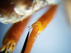 Bicyrtes capnopterus