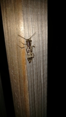 Xylotrechus sagittatus