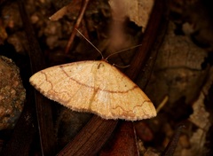 Pylargosceles steganioides