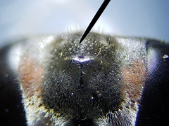 Bicyrtes capnopterus