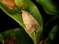 Athetis bremusa