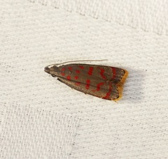 Dichomeris sandycitis