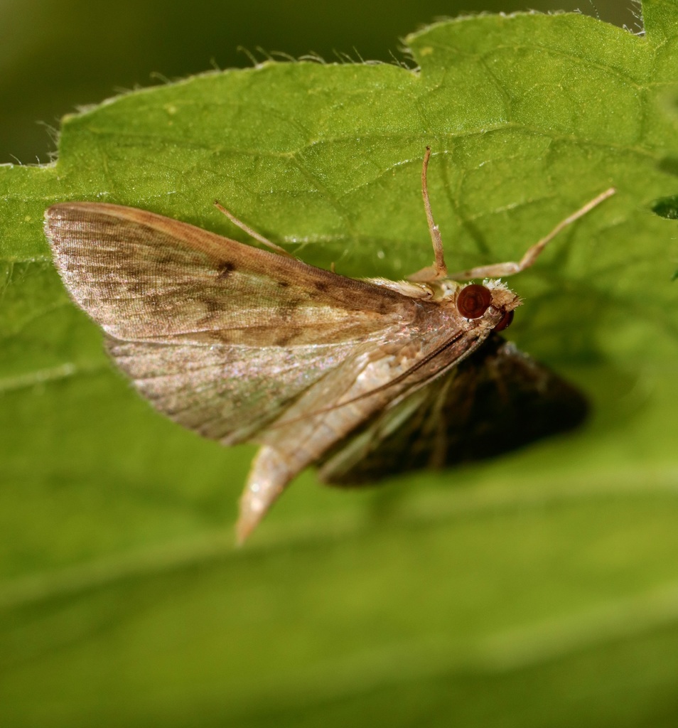 Herpetogramma fuscescens