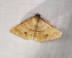 Hypospila
