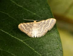 Idaea costiguttata