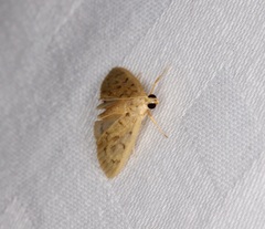 Tabidia obvia
