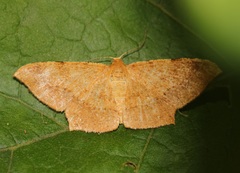 Krananda falcata