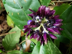 Palicourea suerrensis