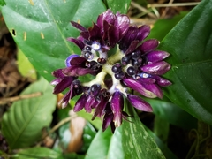 Palicourea suerrensis