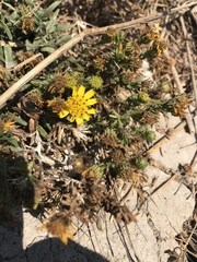 Deinandra clementina