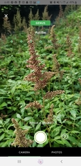 Astilbe × arendsii