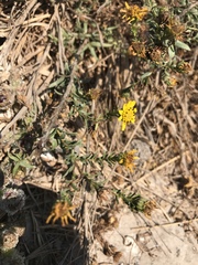 Deinandra clementina