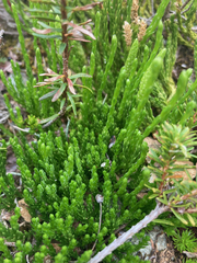 Diphasiastrum sitchense