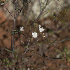 Podolepis capillaris
