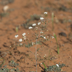 Podolepis capillaris